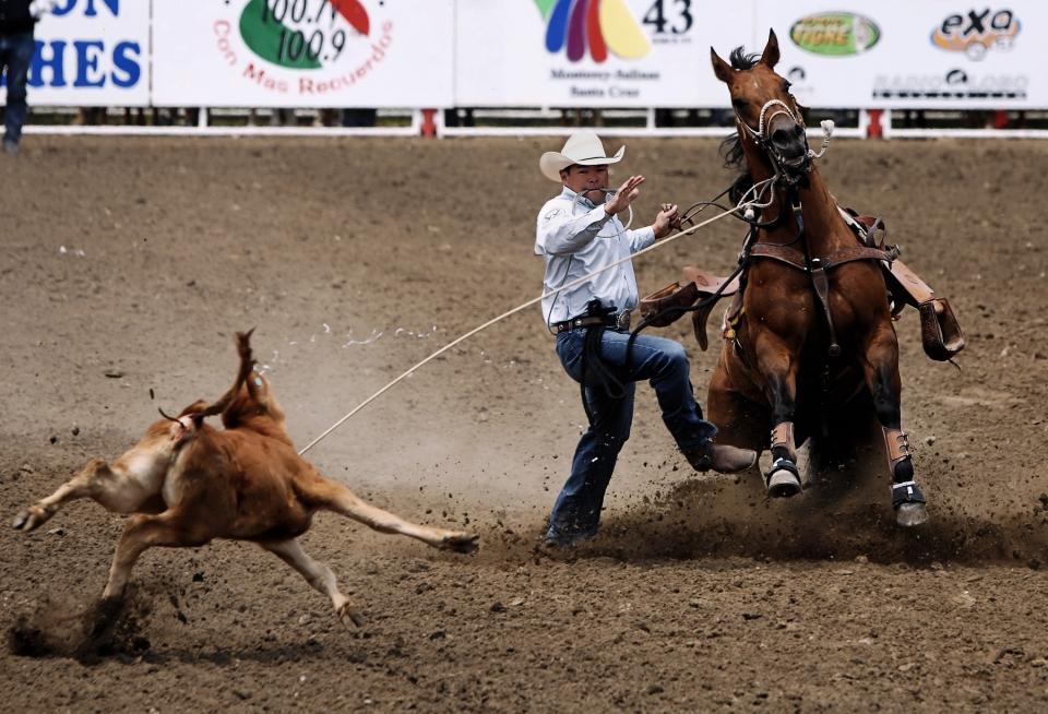 Calf Roping Salinas Rodeo Shutterbug   Calf Roping   Salinas Rodeo 